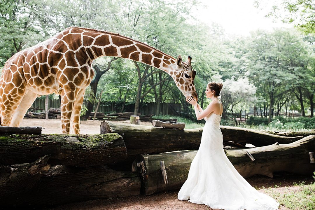 Chicago Brookfield Zoo Wedding » Hazel & Skye